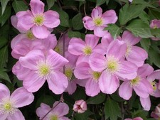 Clematis montana Tetrarose  in