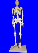 NEW Professional Human