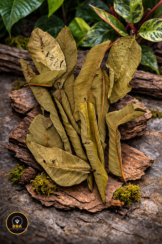 X10 guava leaves - x10,