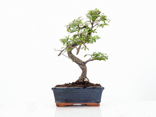 Chinese elm bonsai and - chinese,