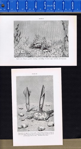 Sea anemones paper - sea, nautilus