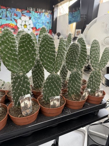 Opuntia macrocalyx - opuntia,