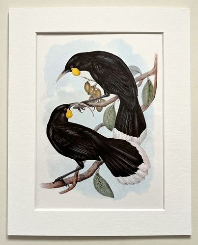 Australian huia mounted - -, john