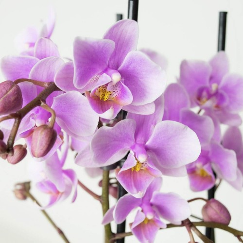 Phalaenopsis multiflora orchid - phalaenopsis,