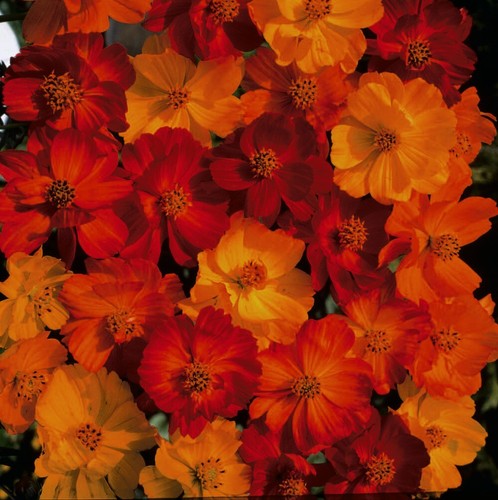 Thompson morgan cosmos - thompson,