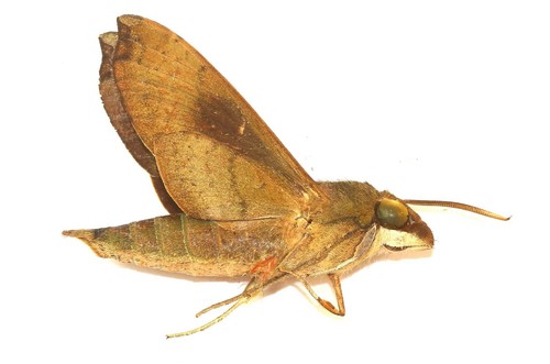 Lepidoptera sphingidae - lepidoptera,,