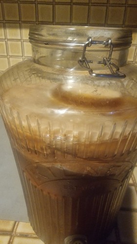 Live kombucha scoby - kombucha,