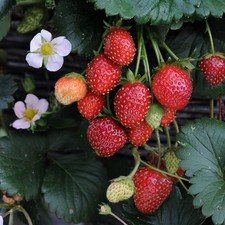 Strawberry 'Roman' Plugs x4 -