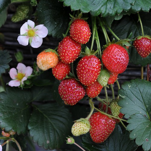 Strawberry roman pink flowers - strawberry,