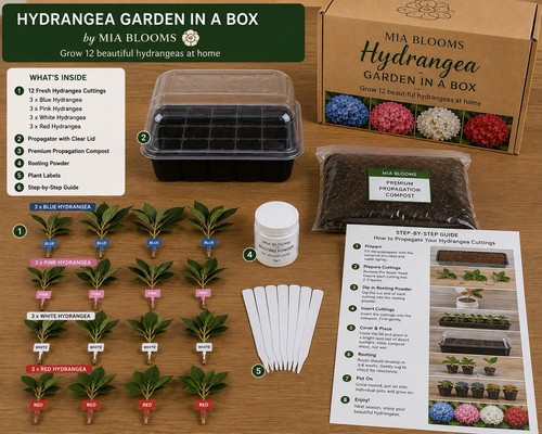 Hydrangea garden box grow - in,