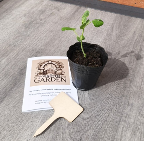 Historic black pea plant - black,