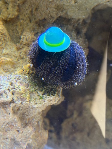 Sea urchin hats lots - urchin,