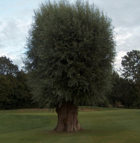White willow salix alba bare - alba,