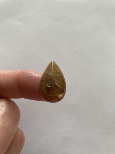 Fossil coral cabachon - fossil,