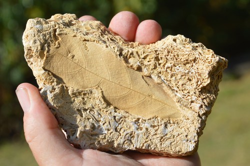 Amazing rare fossil - , &
