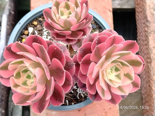 One multi heads aeonium - aeonium, pink