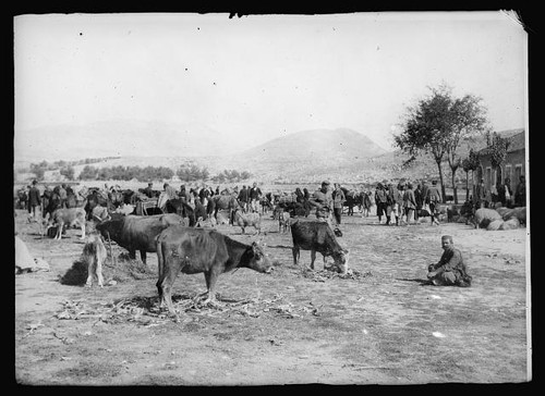 Photo montenegro livestock - photo:montenegro,