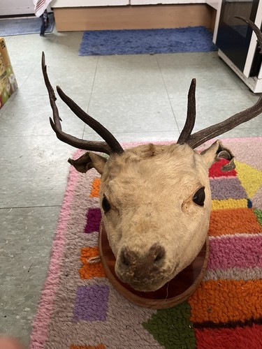 Taxidermy deer head - deer,