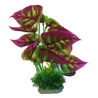 Betta choice inch - choice, 8