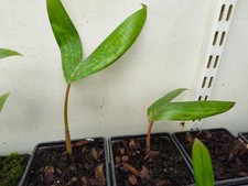 Chambeyronia macrocarpa - 9 cm