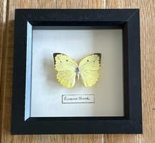 Black Framed Single Taxidermy