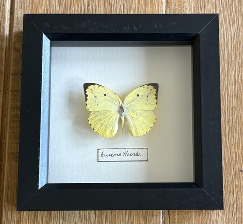 Black framed single - single, taxidermy