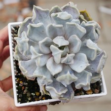 Winter Clearance - Echeveria