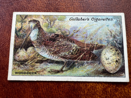 Gallaher birds nests - -,