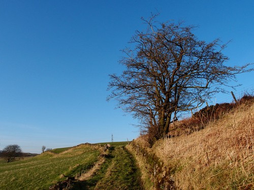 Photo hawthorn tree and - a3,