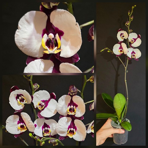 Phalaenopsis black magic 1 - "black, magic"