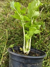 1x Organic Chinese White