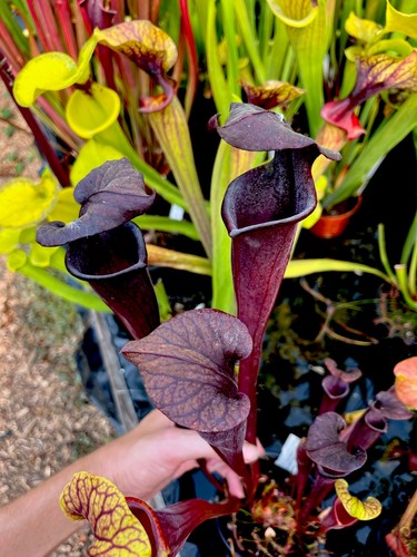 Sarracenia roy cheek - roy,