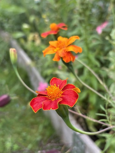 Marigold burning embers seeds - burning,