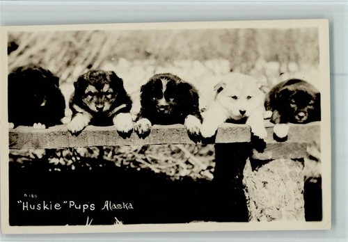 12109361 huskies pups - pups,