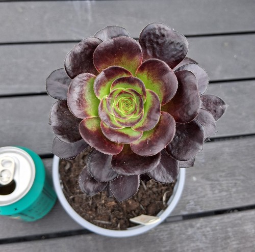 Aeonium vodoo succulent plant - aeonium,