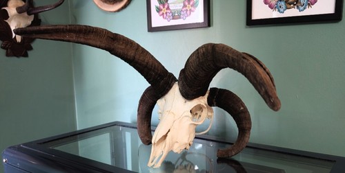 Jacobs ram skull - jacobs, five