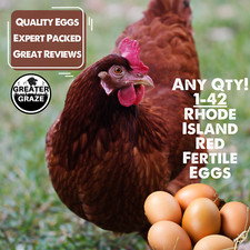 Rhode Island Red Fertile