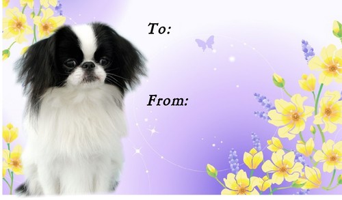 Japanese chin dog self - japanese,