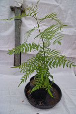 False Pepper, Peruvian Pepper, Schinus Molle in a 2 litre Pot