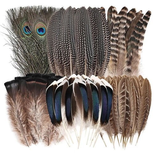 Bulk natural pheasant feathers - pheasant,