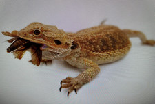 'DUBBIES' - BEARDED DRAGON /