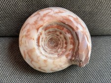 Goniatite / Ammonite Metalegoceras Sp Rare Calcite Filled Fossil Timor-Leste