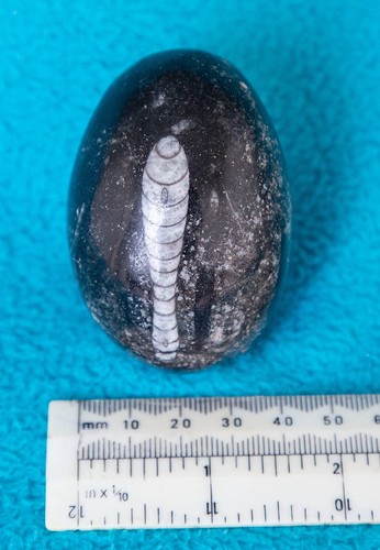 Orthoceras fossil polished egg - orthoceras,