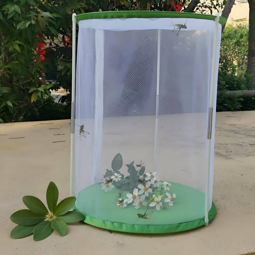 Butterfly observation - butterfly,