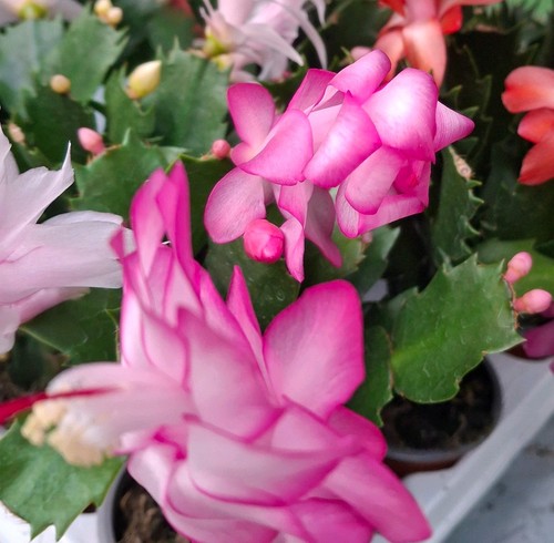 Pink christmas cactus cutting - christmas,