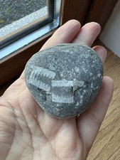 54.1mm Irish Crinoid Fossil