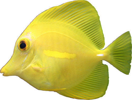 Full colour marine fish - full,