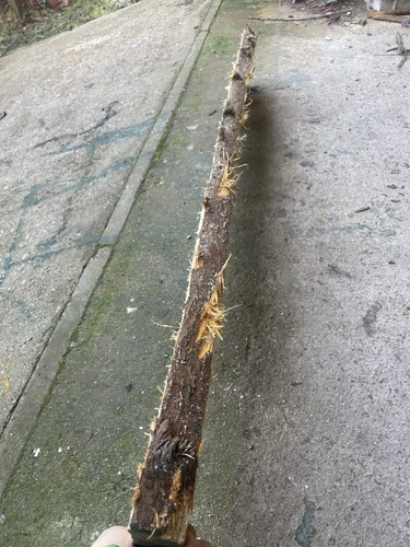 Ash stock bat blank foot - ash,