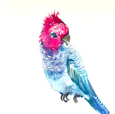 Galah cockatoo painting - galah,