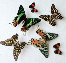 Butterfly & Moth Collection Set x6 (A2) Vintage Old Specimens *Read Quality*